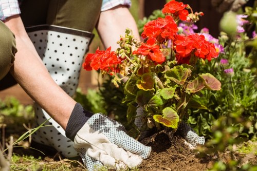 Lawn care and hedge trimming by gardening services in Arkley