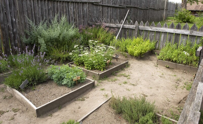 garden hedges