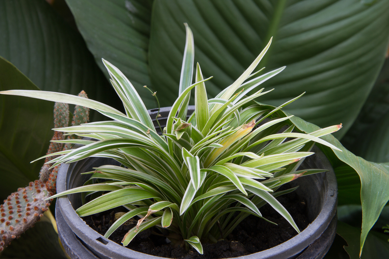 garden design Garden