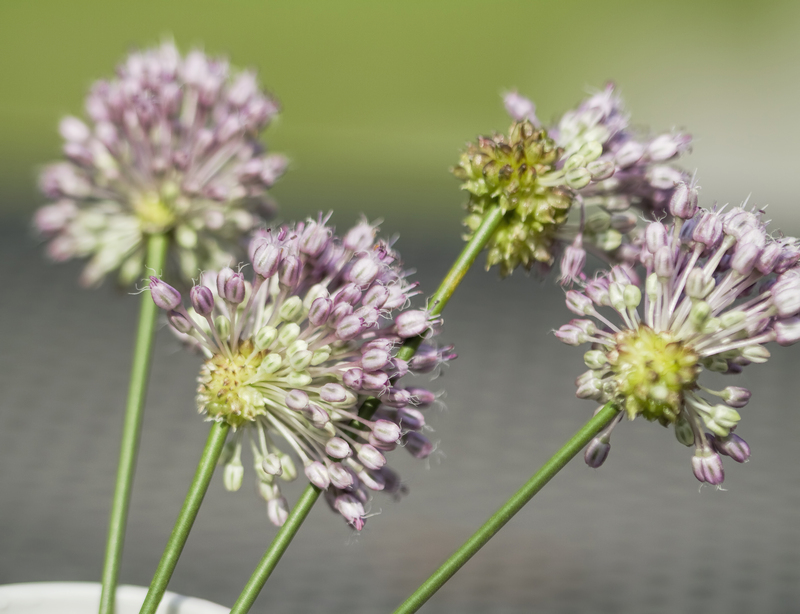 garden design Hedge trimming